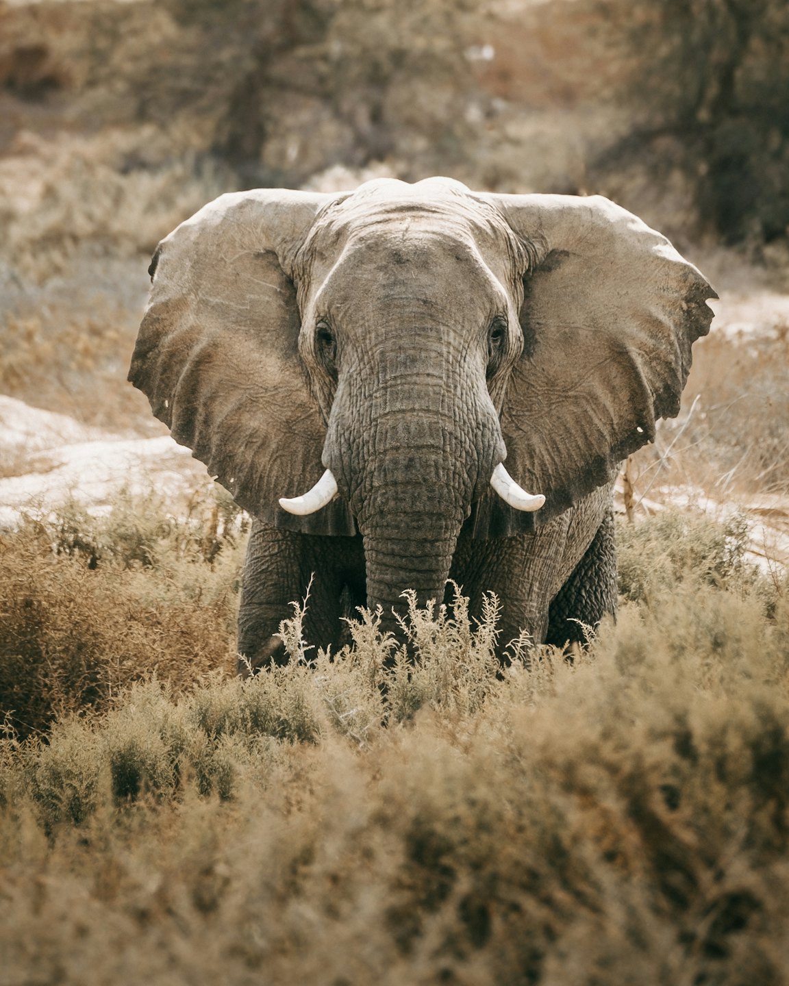 Éléphant d'Afrique partiellement caché par des broussailles sèches dans la savane.