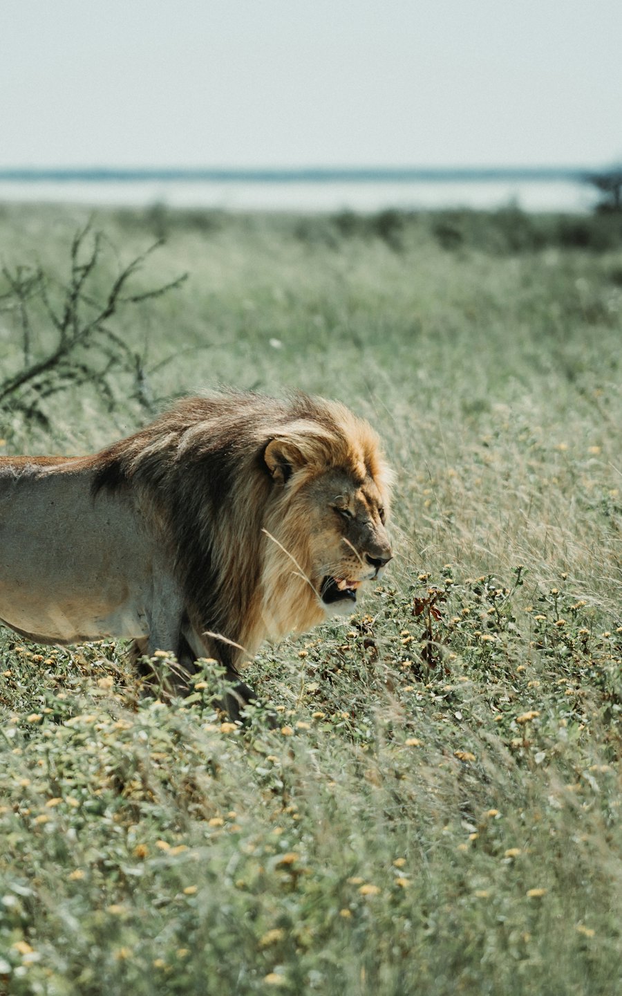 Lion mâle à la crinière fournie traversant la savane herbeuse.