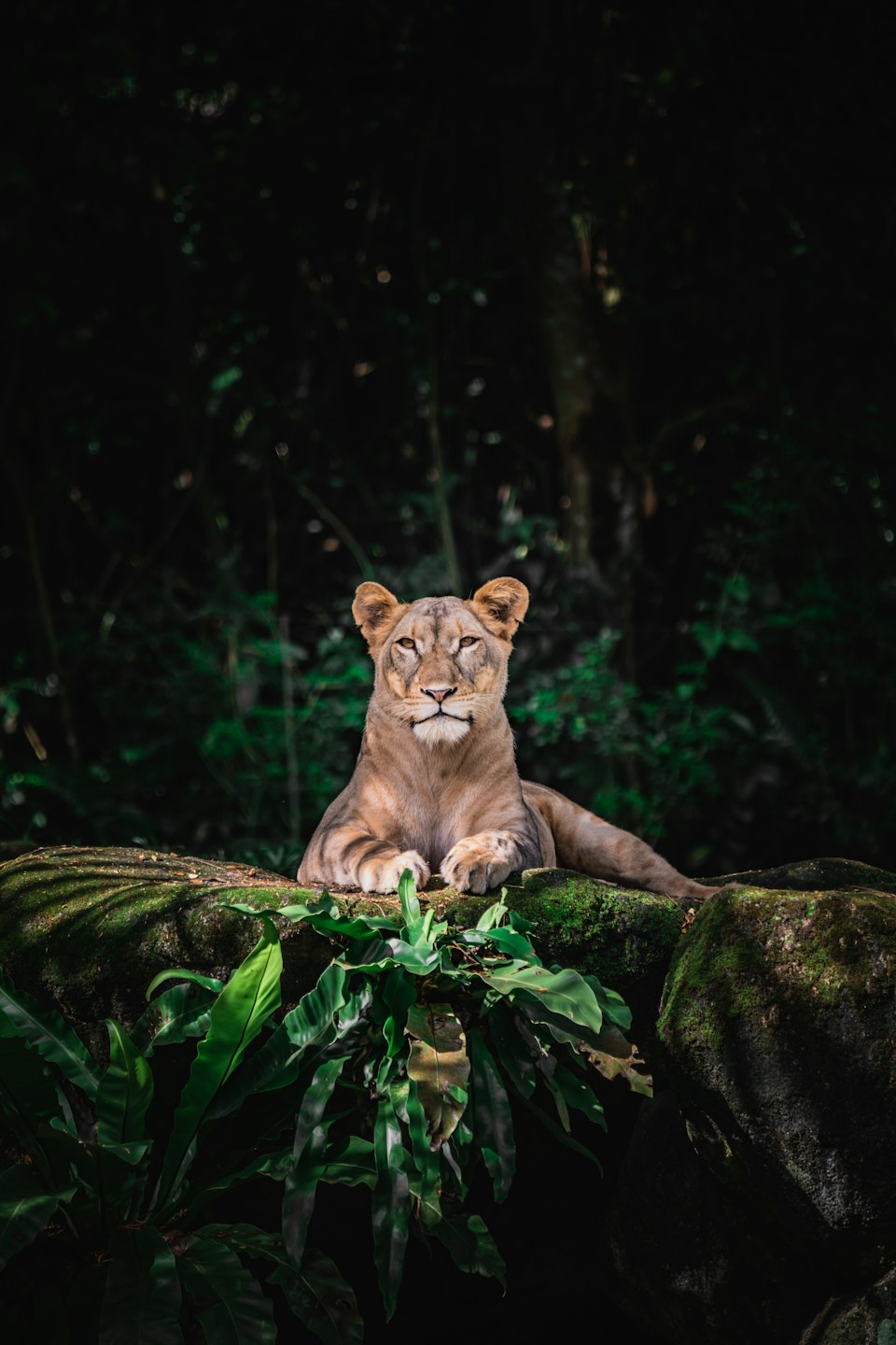 Lionne se repose sur un rocher moussue, regardant vers l'avant.