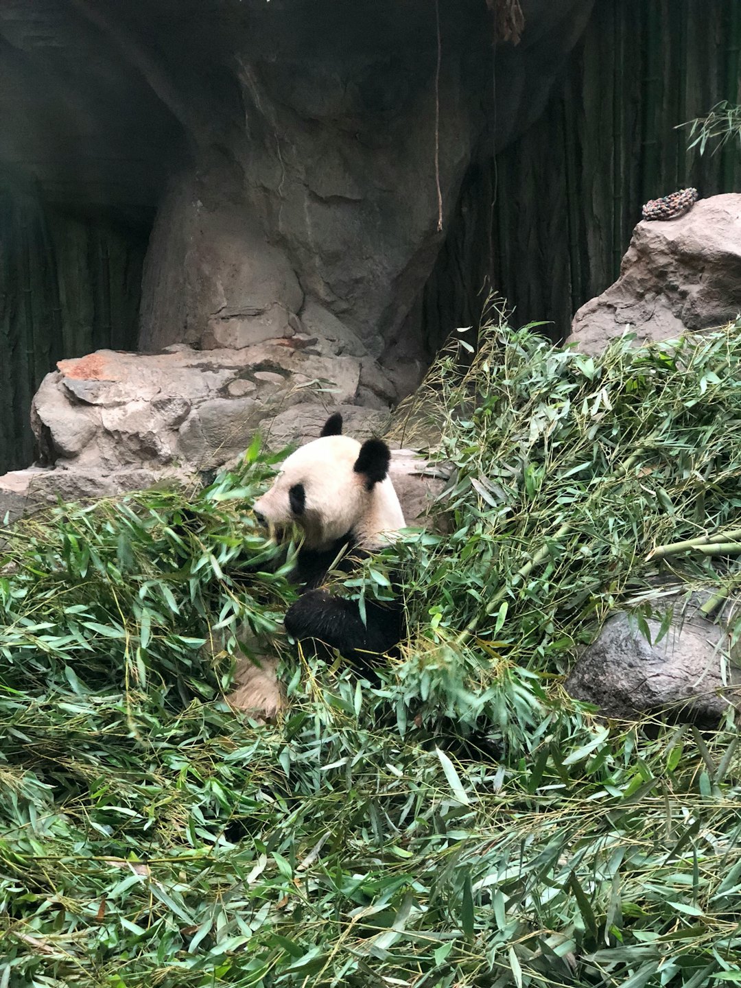Un panda géant mange du bambou dans un enclos rocheux.