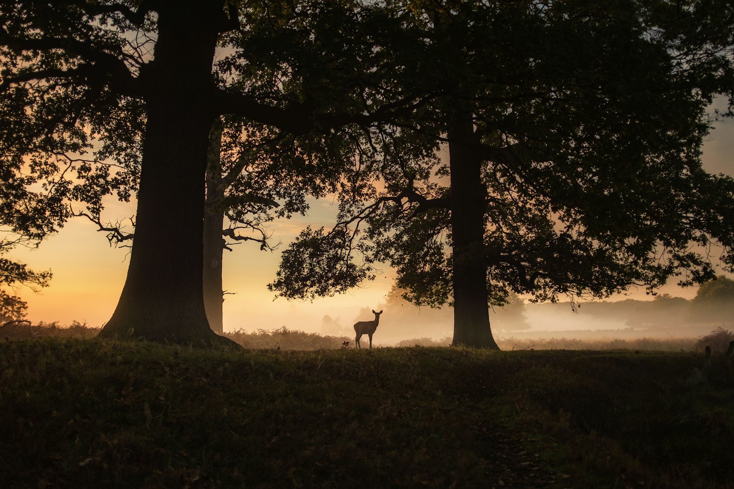 Silhouette de cerf entre des chênes dans une forêt brumeuse.