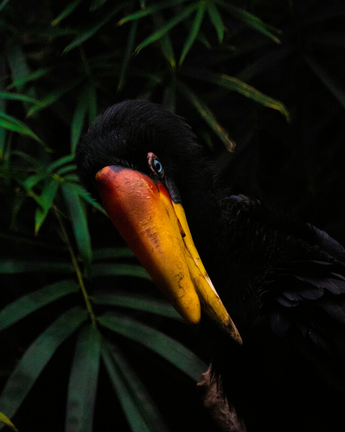 Un toucan à gros bec orange incline la tête.