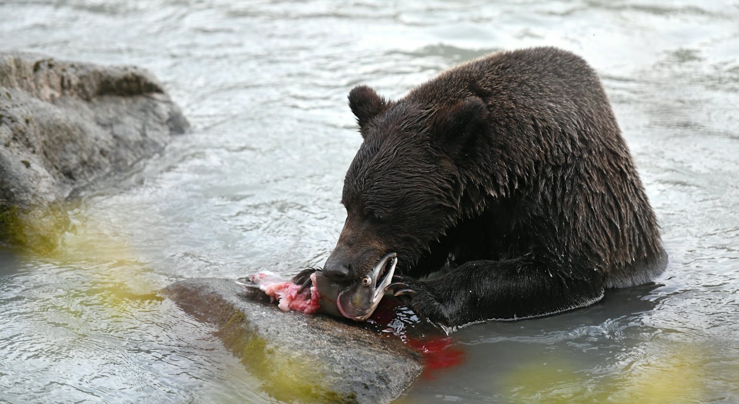 Ours brun mange un saumon sur un rocher au bord de la rivière.