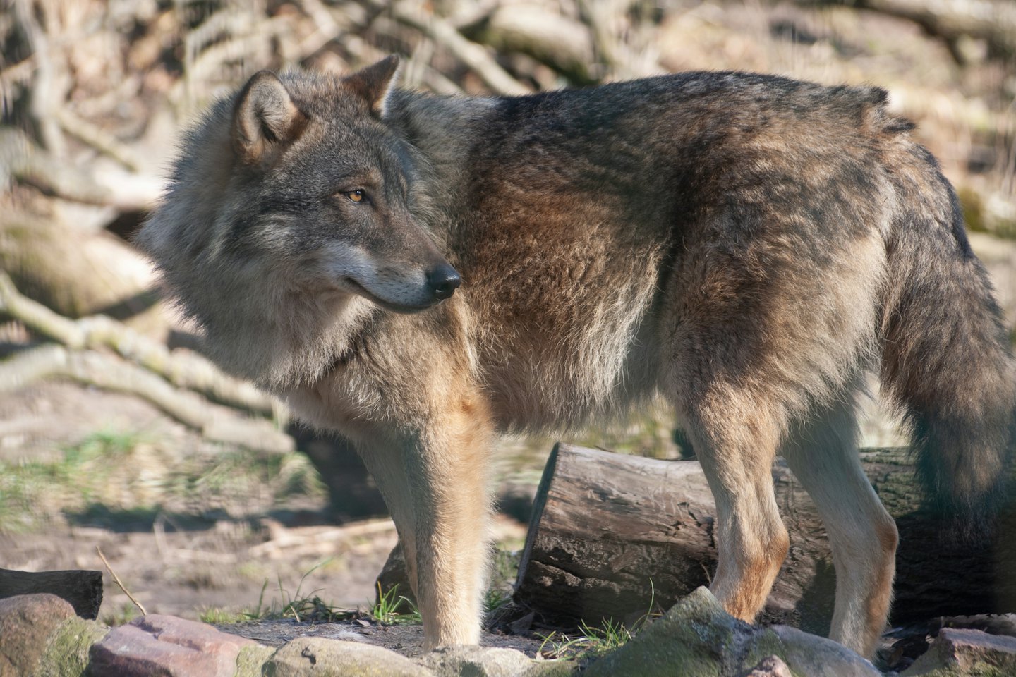 Un loup gris regarde par-dessus son épaule dans une forêt.