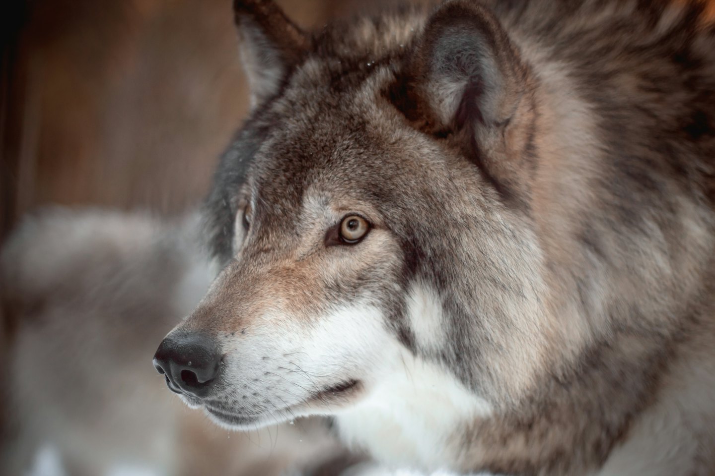Un loup gris et brun regardant vers la gauche.