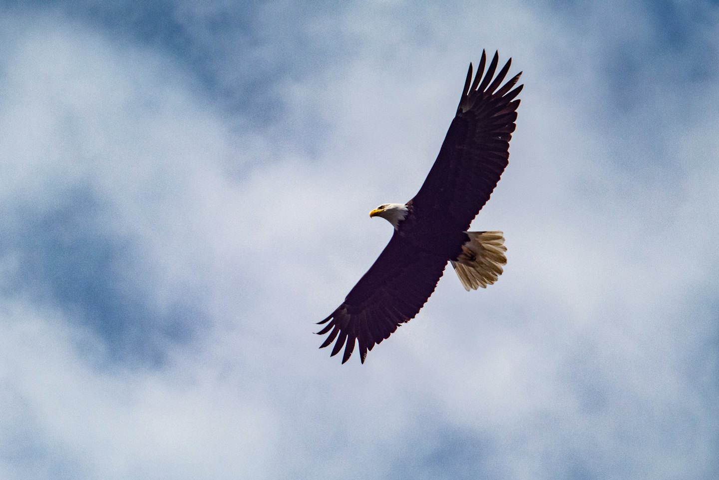 Aigle à tête blanche planant, ailes déployées dans le ciel.