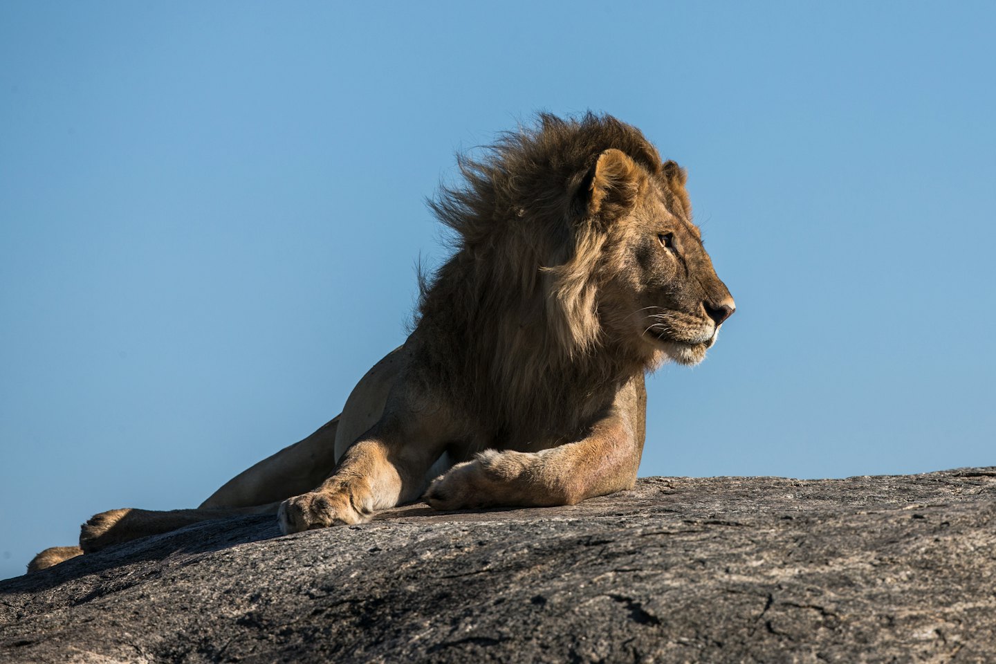 Un lion mâle avec une crinière se repose sur un rocher gris.