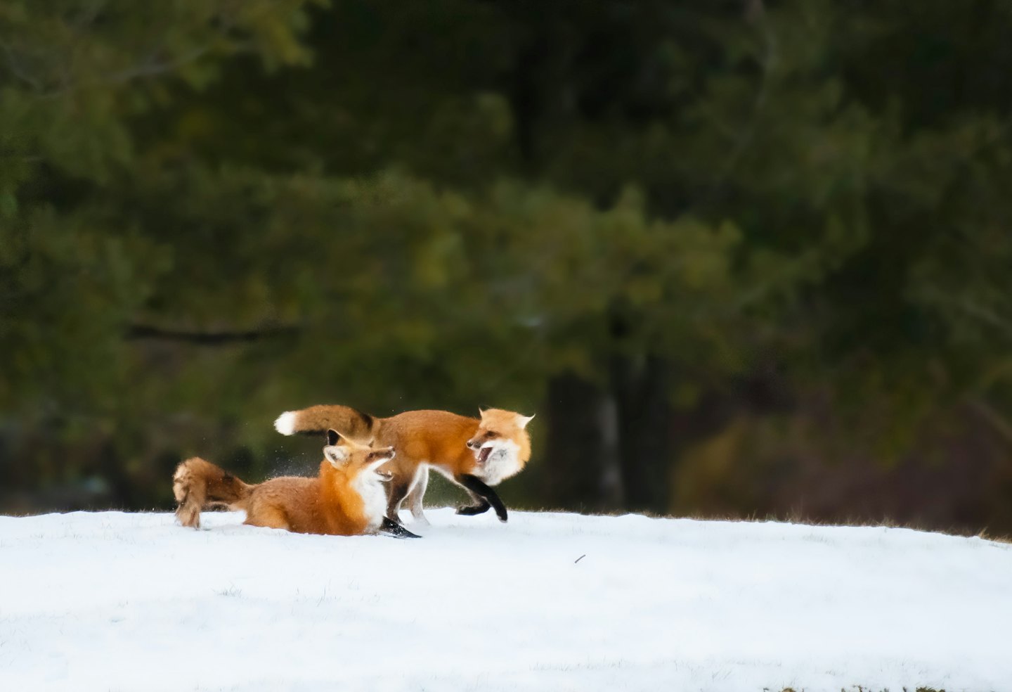 Deux renards roux jouant dans la neige.