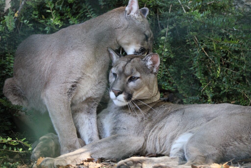 Deux félins au pelage fauve blottis l’un contre l’autre, les pattes croisées, dans la végétation.
