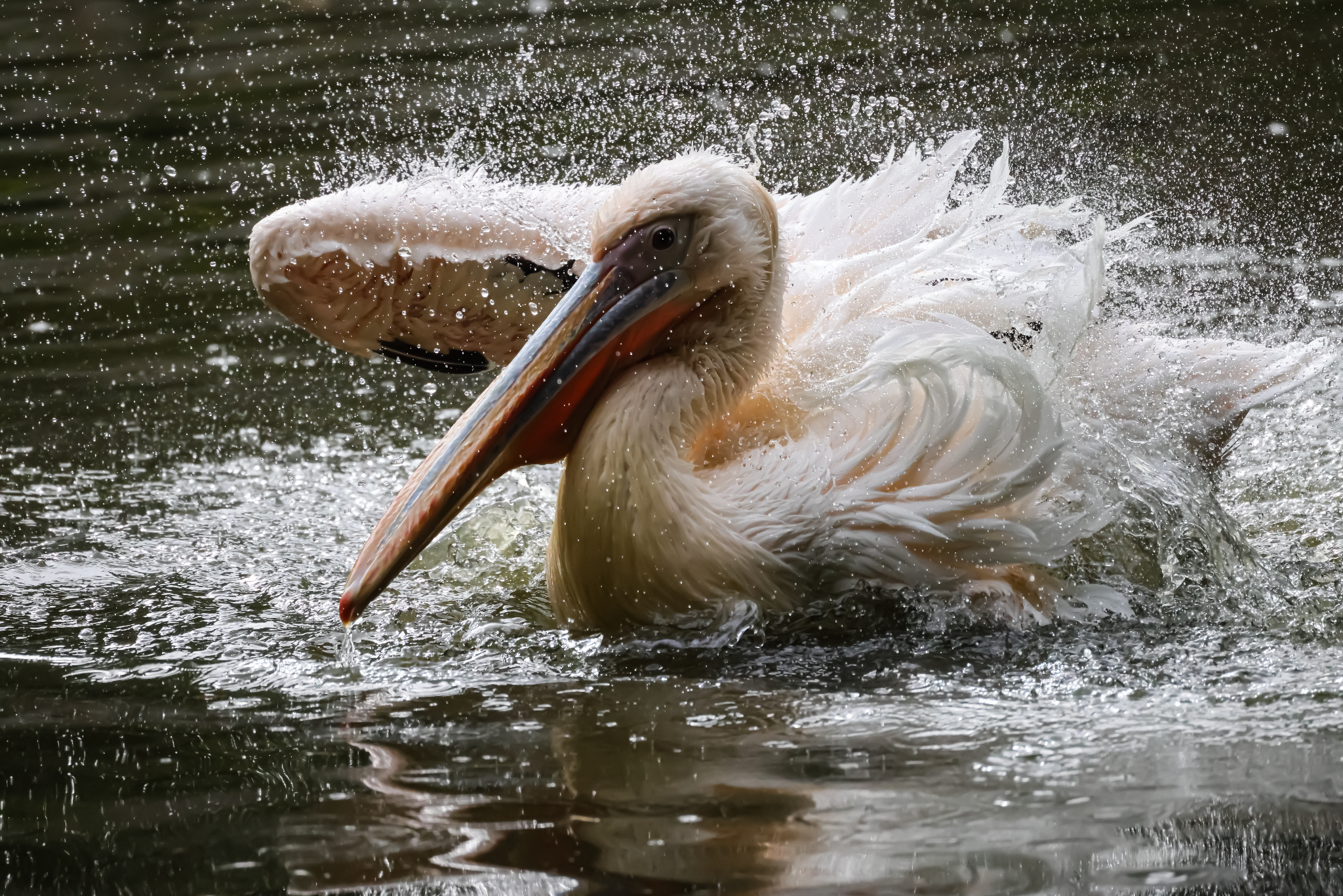 Pélican blanc dans l’eau, le plumage déployé au milieu d’une multitude de gouttelettes.