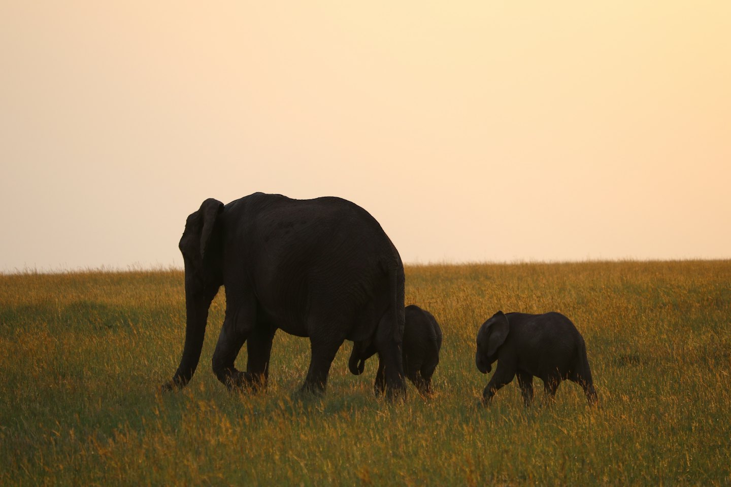 Des éléphants traversent une savane au coucher du soleil.