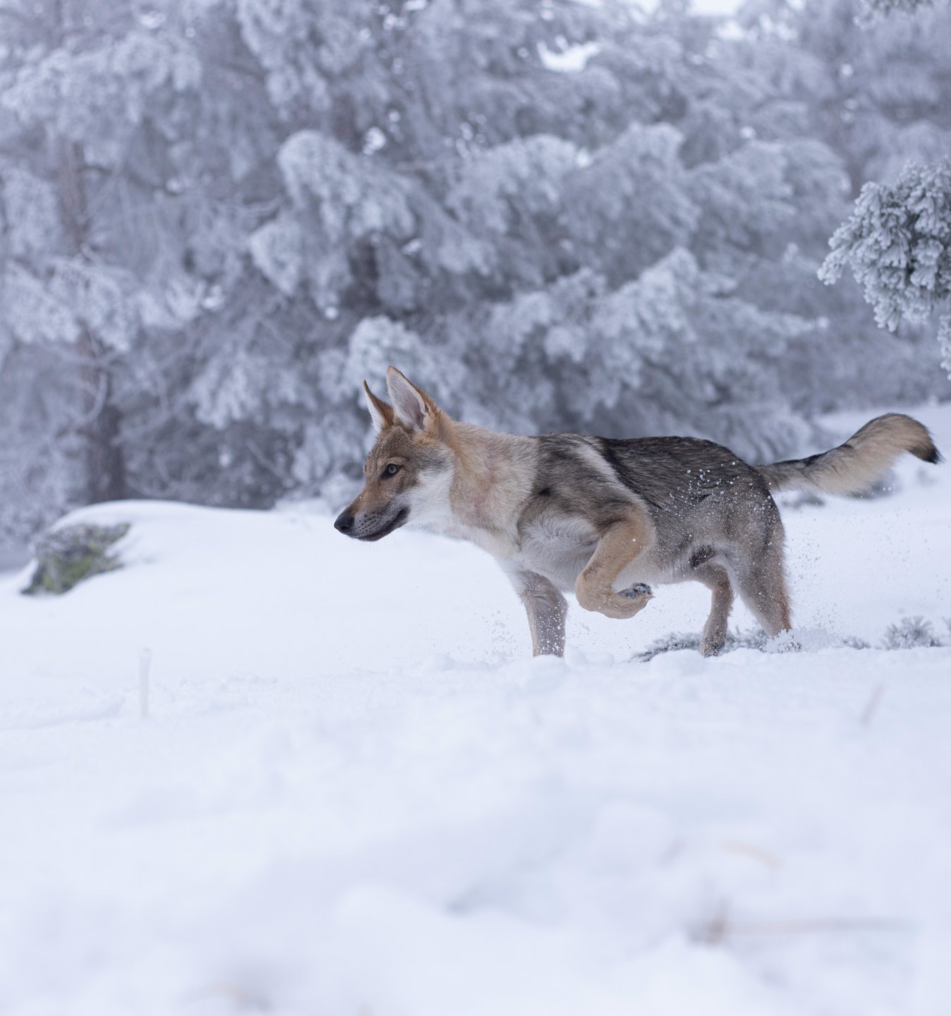 Un chien gris et beige court dans la neige profonde en hiver.